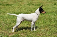 Picture of Andalusian Rat Hunting Dog (aka Perro Ratonero Andaluz, Ratonero Bodeguero)