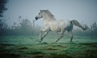 Picture of Andalusian running in foggy field.