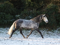 Picture of Andalusian running on snow