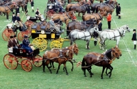 Picture of andalusian team of four with other competitors in ring at Zug  