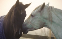 Picture of Andalusians touching noses.