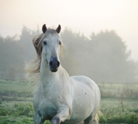 Picture of Andalusian