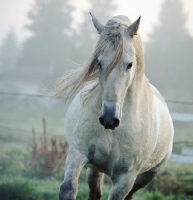 Picture of Andalusian