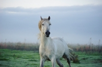 Picture of andalusian