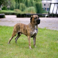 Picture of andoro de los tres naranjos, fila brasilieiro at the world show.