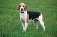 Picture of Anglo Francais Petite Venerie, aka Anglo-French Hound
