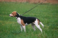 Picture of Anglo Francais Petite Venerie hound on leash