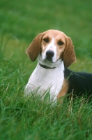 Picture of Anglo Francais Petite Venerie, aka Anglo-French Hound