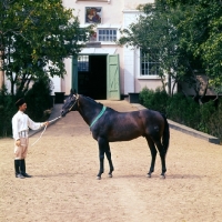 Picture of Anglo kabardine (3/4 thoroughbred) at Malo-Karach 