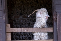 Picture of Angora goat behind fence