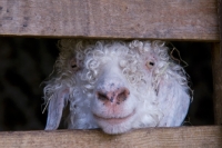 Picture of Angora goat behind fence