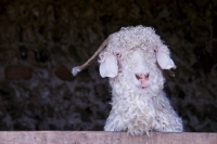 Picture of Angora goat in barn