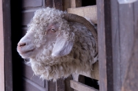 Picture of Angora goat sticking his head through a fence
