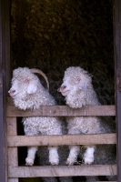 Picture of Angora goats in barn