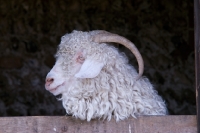 Picture of Angora goat