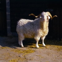 Picture of Angora goat