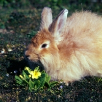 Picture of angora rabbit beside a primrose
