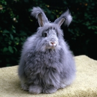 Picture of angora rabbit facing camera