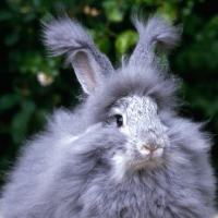 Picture of angora rabbit head study