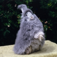 Picture of angora rabbit standing up