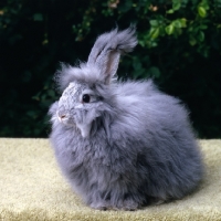 Picture of angora rabbit