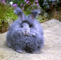 Picture of angora rabbit