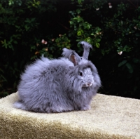 Picture of angora rabbit