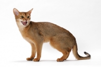 Picture of angry young ruddy Abyssinian