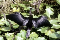 Picture of anhinga with wings spread in the everglades, florida