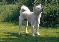 Picture of Anjing Kintamani aka Bali Mountain Dog, official Indonesian breed. Extremely rare