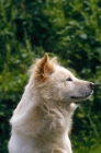 Picture of Anjing Kintamani aka Bali Mountain Dog, official Indonesian breed. Extremely rare