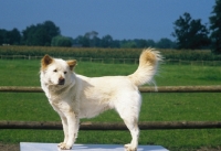 Picture of Anjing Kintamani aka Bali Mountain Dog, official Indonesian breed. Extremely rare