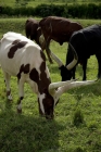 Picture of ankole cattle grazing together