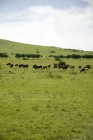 Picture of ankole cattle grazing