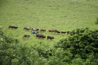 Picture of ankole cattle walking together