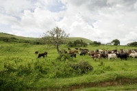 Picture of ankole herd in field