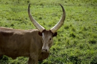 Picture of ankole looking at camera