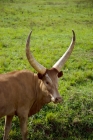 Picture of ankole with long horns
