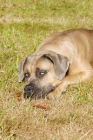 Picture of Antikdogge cross  between Cane Corso and Dogo Canario to revive old mastiff type