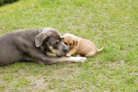 Picture of Antikdogge cross between Cane Corso and Dogo Canaro to revive old mastiff type