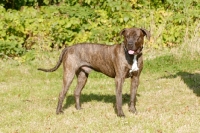 Picture of Antikdogge cross between Cane Corso and Dogo Canario to revive old mastiff type