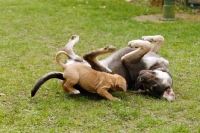 Picture of Antikdogge, cross between Cane Corso and Dogo Canario to create old type mastiff