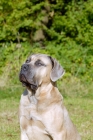 Picture of Antikdogge looking up, cross between Cane Corso and Dogo Canario to revive old mastiff type