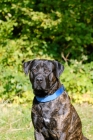Picture of Antikdogge portrait, cross between Cane Corso and Dogo Canario to revive old type mastiff