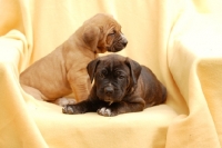 Picture of Antikdogge puppies, cross between Cane Corso and Dogo Canario to revive old mastiff type