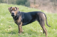 Picture of antique mastiff, Antikdogge, standing on grass