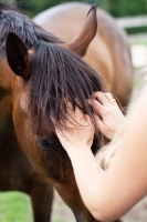 Picture of Appaloosa being scratched
