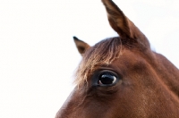 Picture of Appaloosa close up