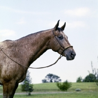 Picture of appaloosa, dominion witch doctor, wearing western halter