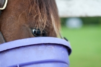 Picture of Appaloosa eating from a bucket